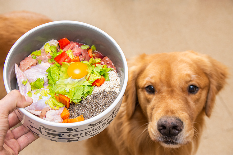 los gatos pueden comer comida para perros en caso de emergencia 90 2